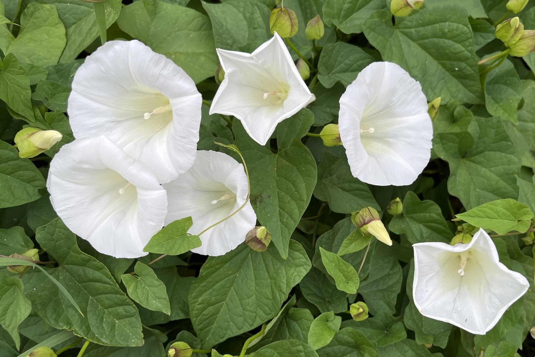 Bindweed by Margaret Robson