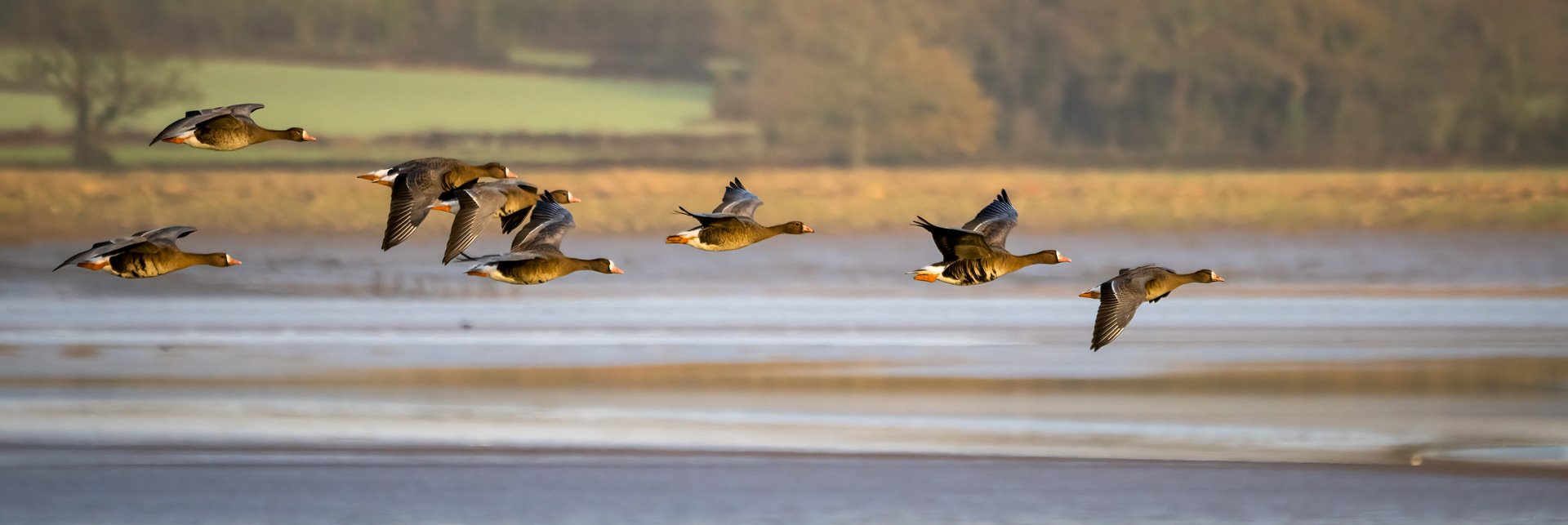 White fronted Geese by Mark Kemp LRPS