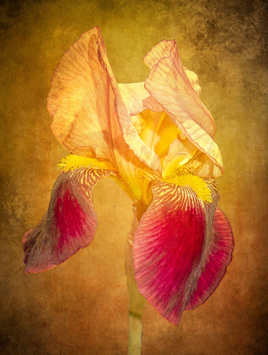 Yellow Iris by Suzanne Mellor