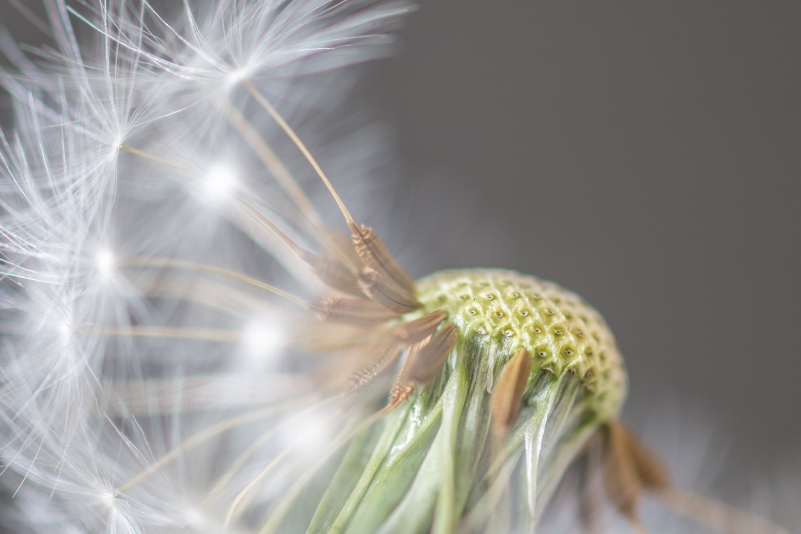 Dandelion Clock by John Hillier