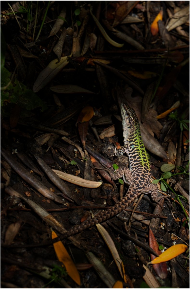 In the Shadows by Mark Capener