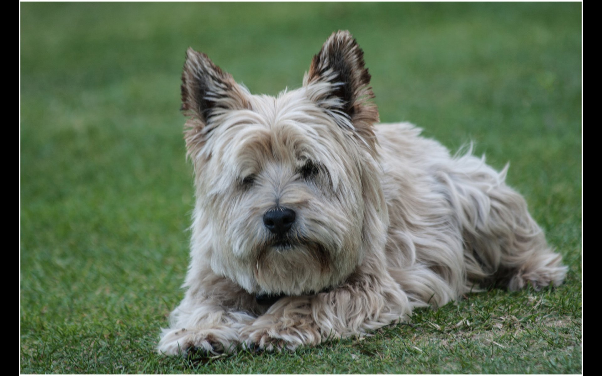 Scottie ready to play by Mike Peak