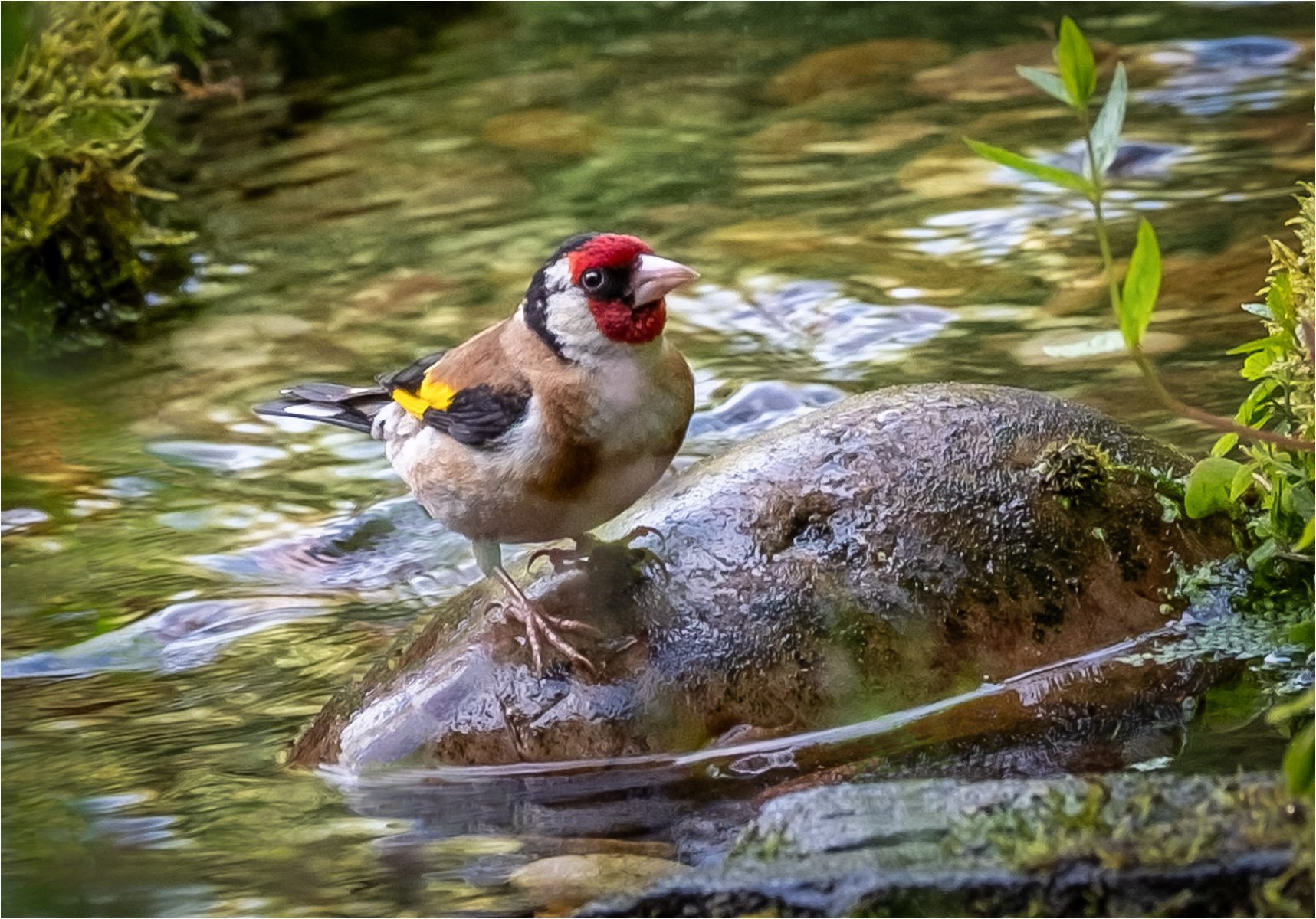 Goldfinch Contemplating a Dip by Angela Danby