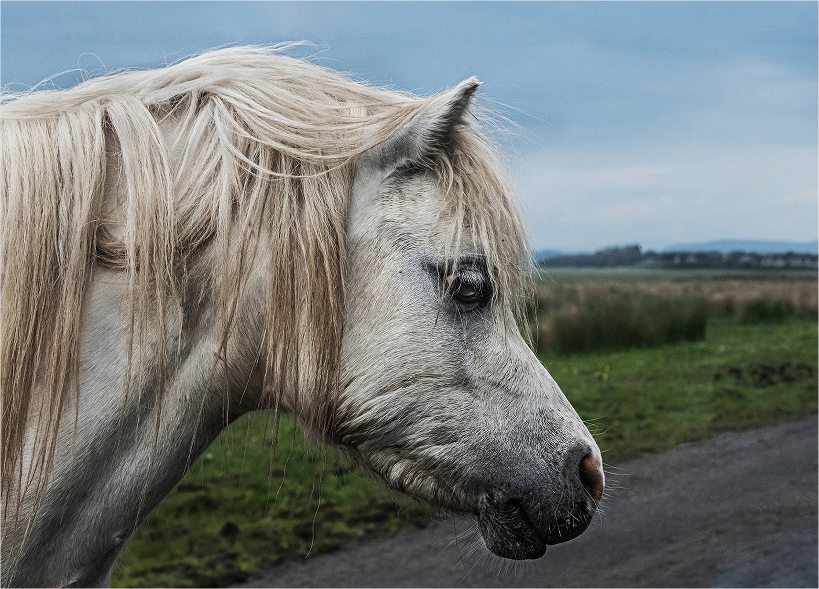 A Wild Horse by Janet Lancaster