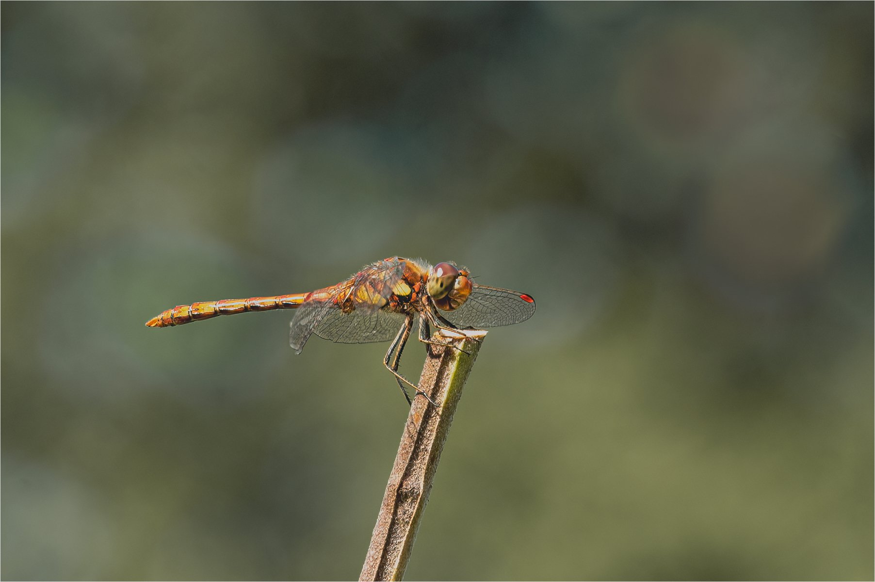 Dragonfly by Jay Hallsworth DPAGB,EPSA,EFIAP,BPE3,LRPS   