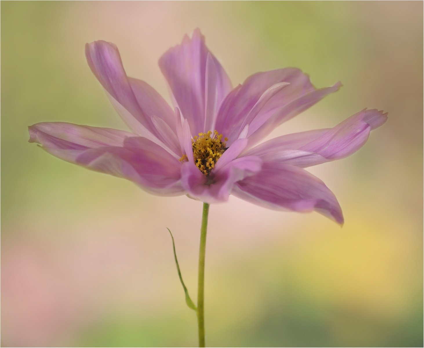 Pink Cosmos by Jennie Williams