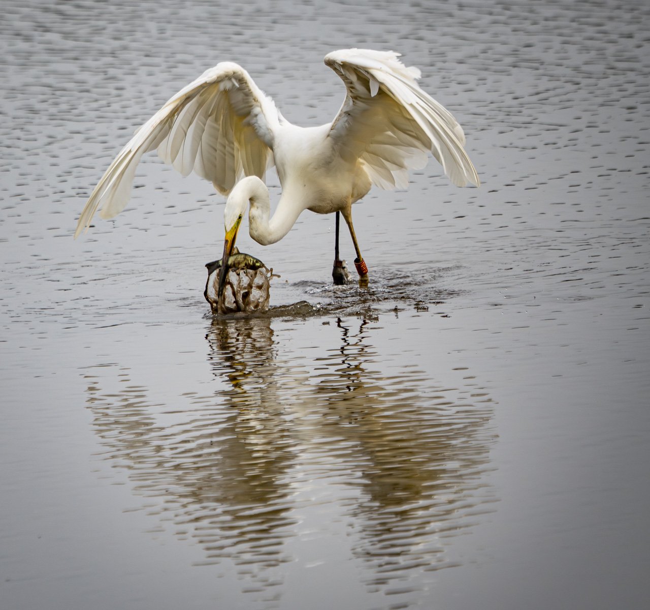 Great Egret Fishing by Mark Kemp LRPS