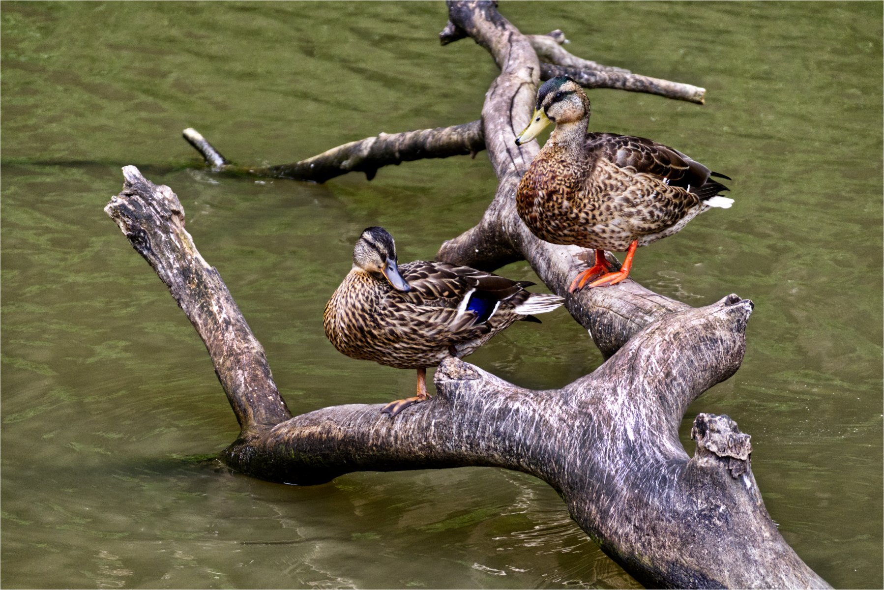 Ducks keeping dry by Colin Pascoe