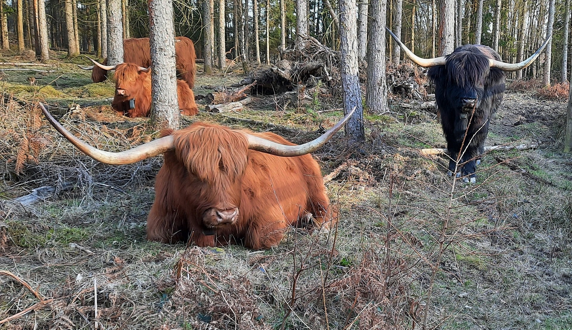 Cattle in the Forest by Mark Savagar