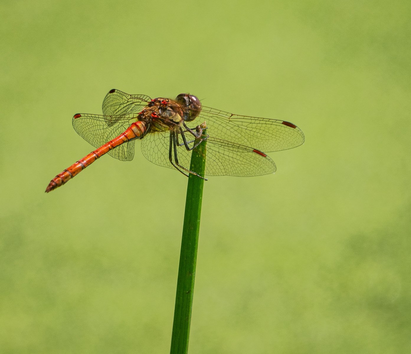 Common Darter by Mark Kemp LRPS