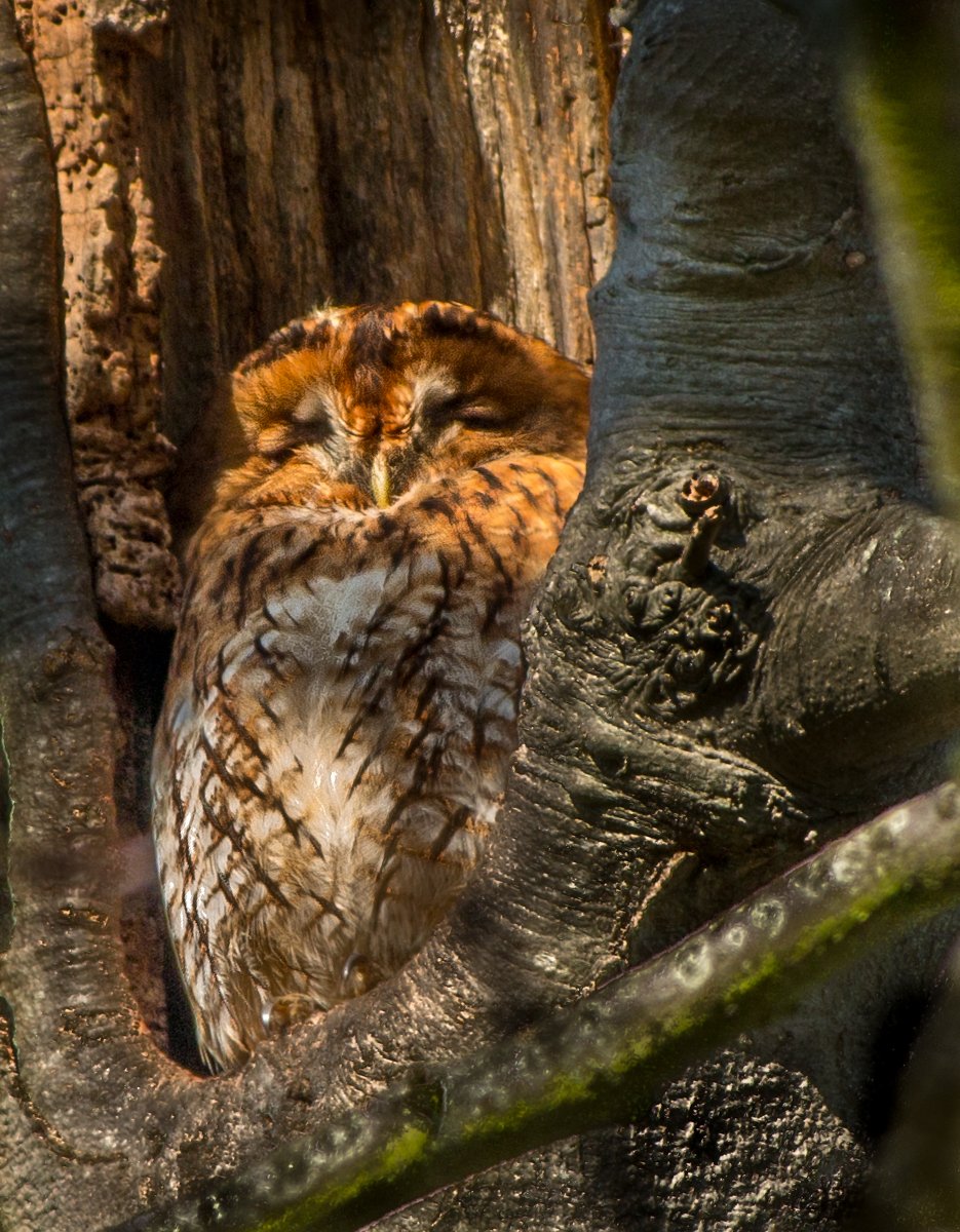 Sleeping Owl by John Hillier