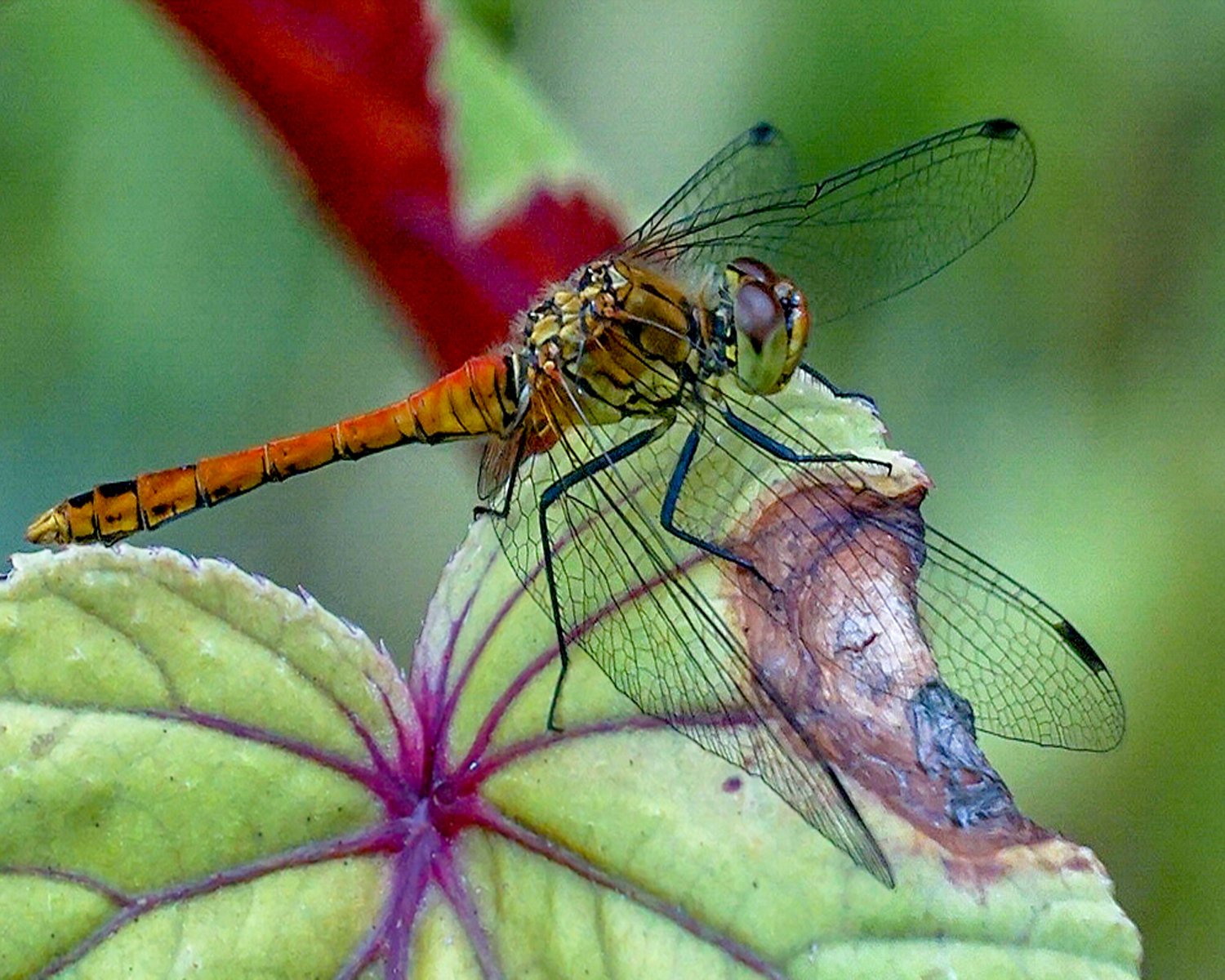 Red Damsel by Robert Thomas