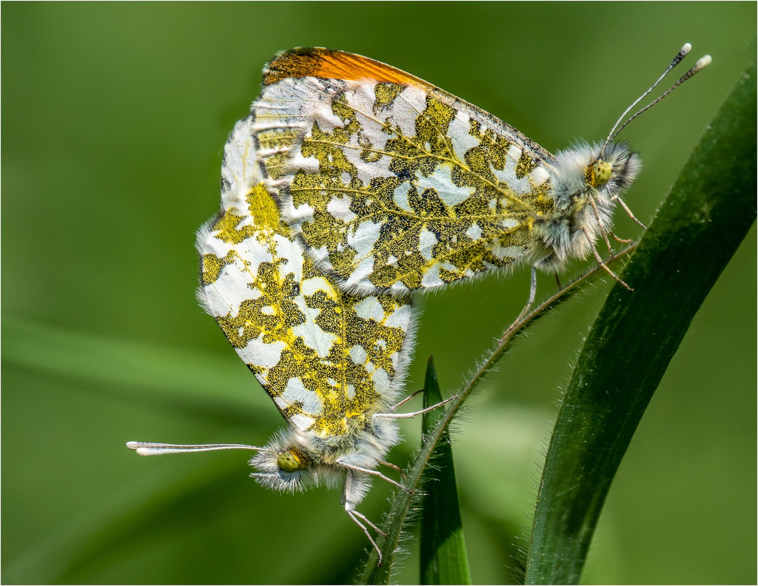 Orange Tip Mating by Bob Harding