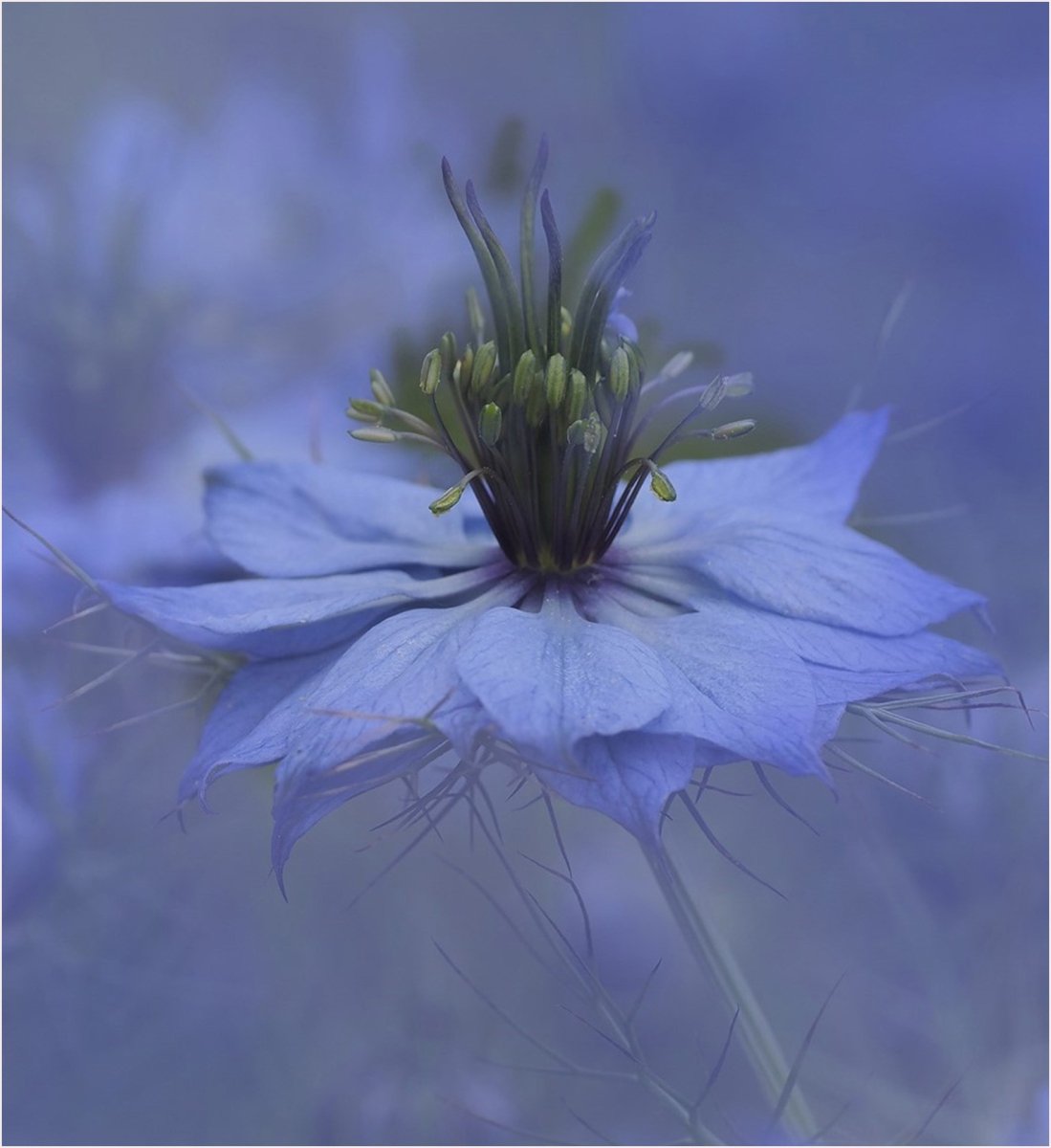 Nigella by Jennie Williams