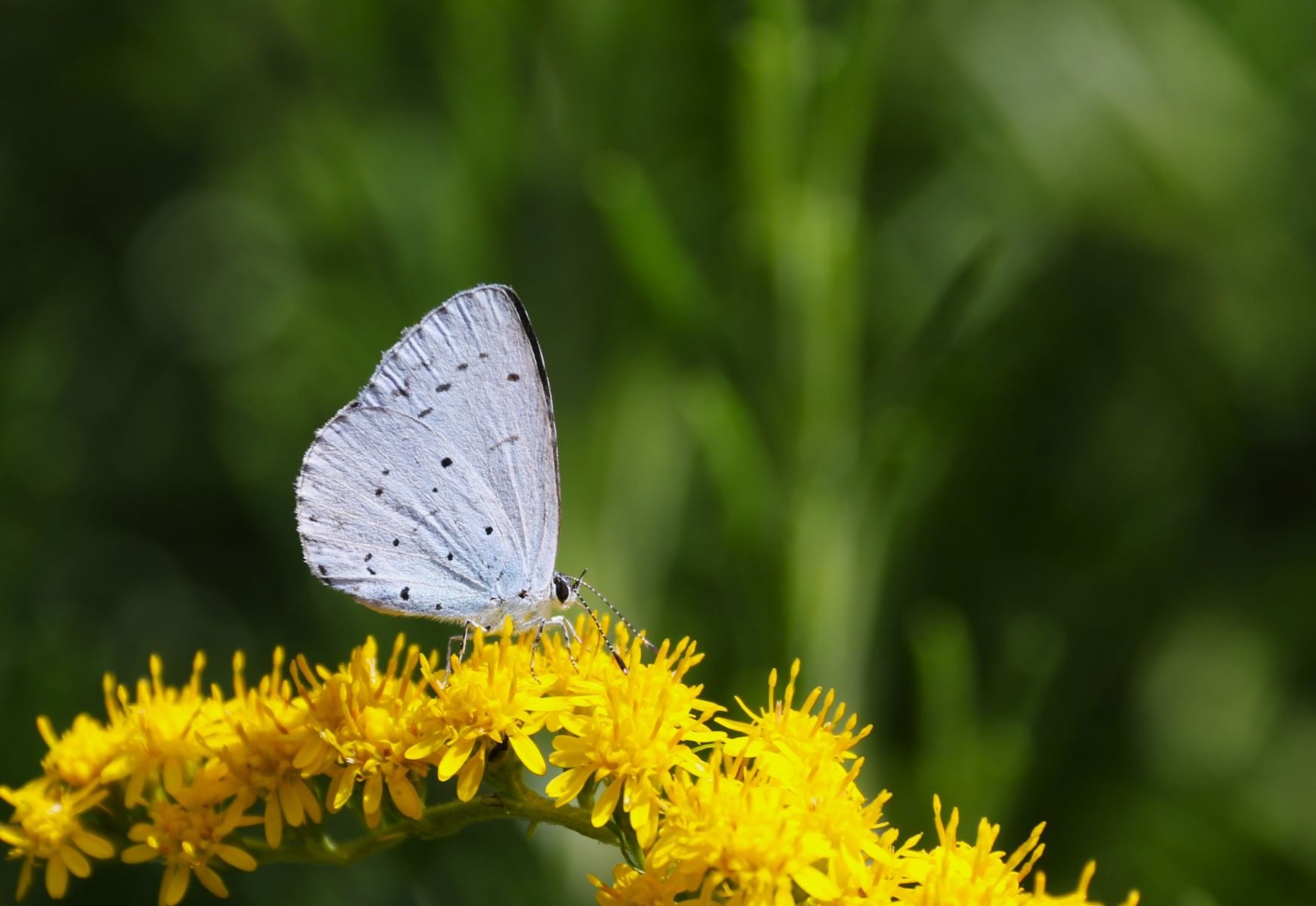 Holly Blue on Golden Rod by Margaret Robson