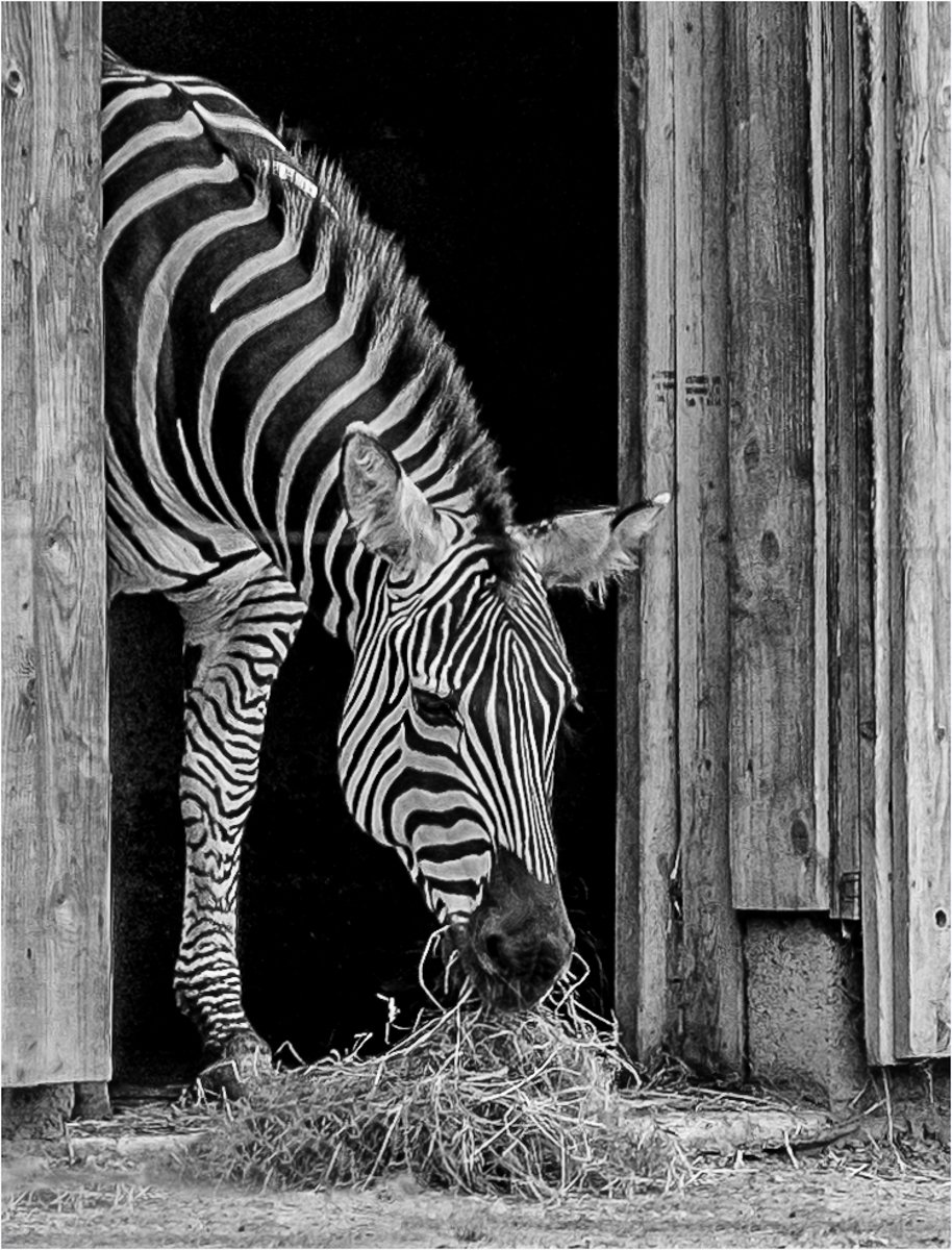 Zebra by Angela Danby