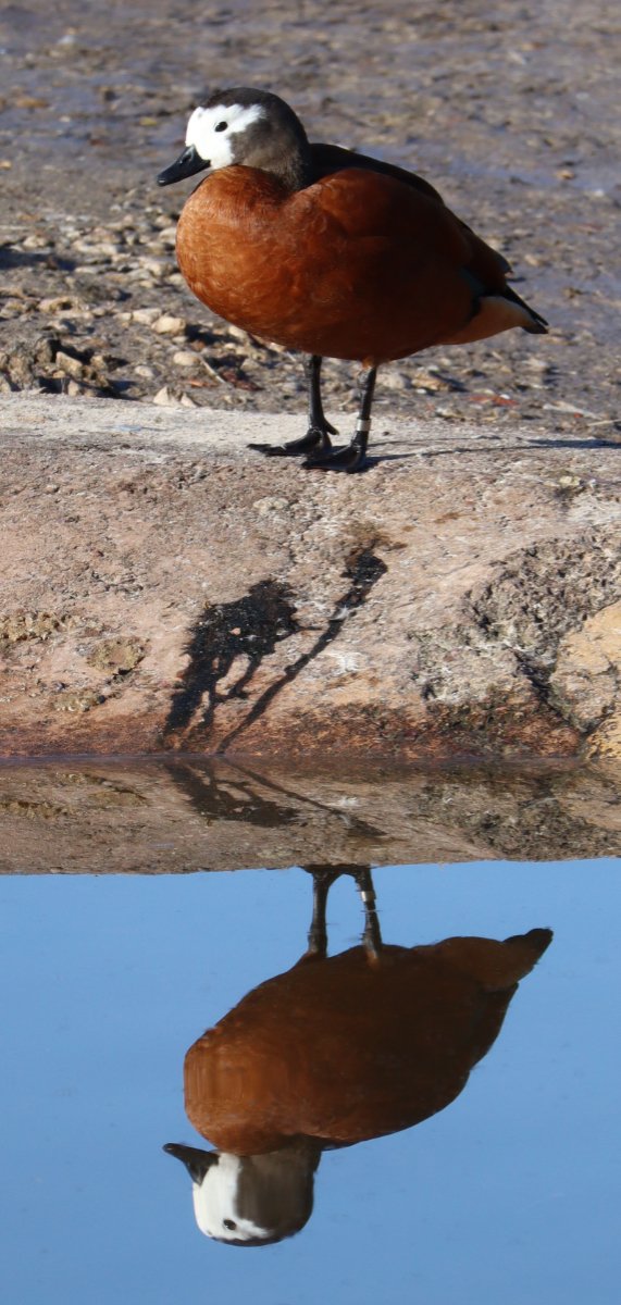 South African Shelduck by Juan Llodra