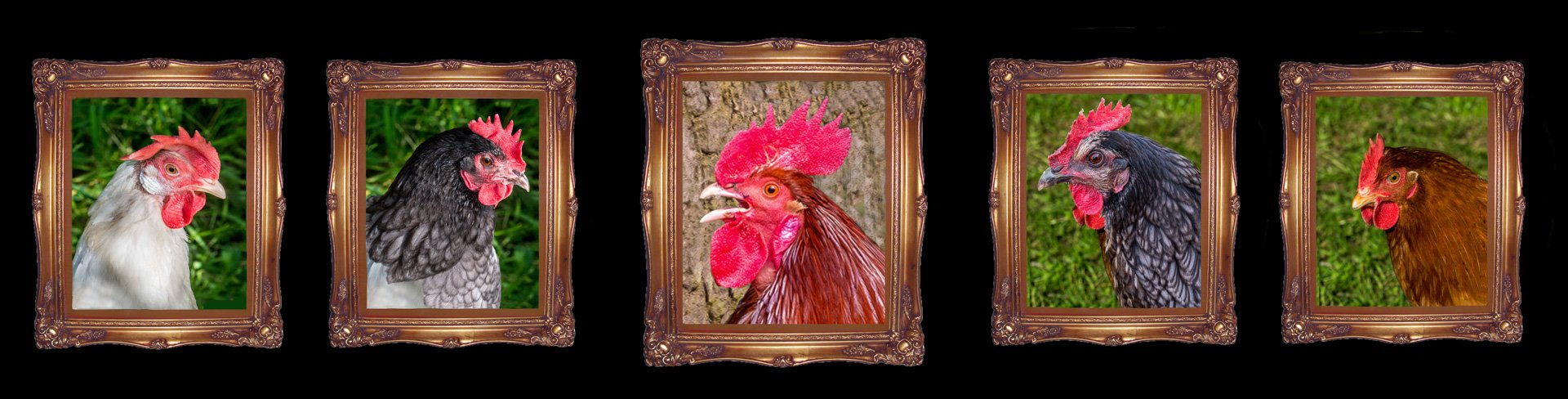 6-Poultry Portrait Gallery Hanging Plan.jpg