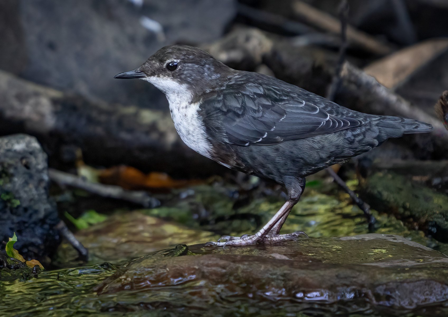 Dipper by Mark Kemp LRPS