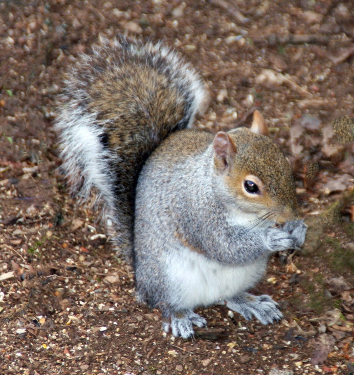 Grey Squirrel Eating by Jim Oates