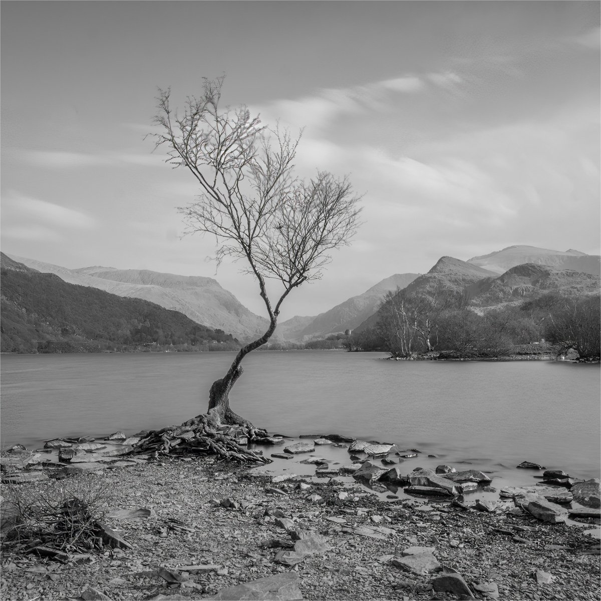 Lone Tree at Llanberis by Angela Danby