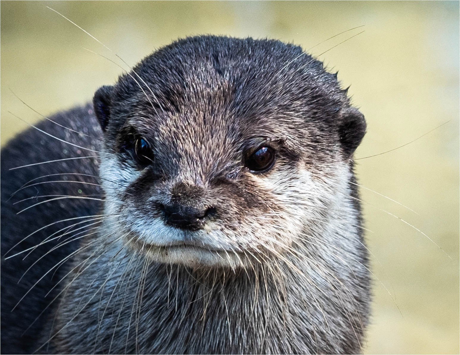 Young Otter by Janet Lancaster