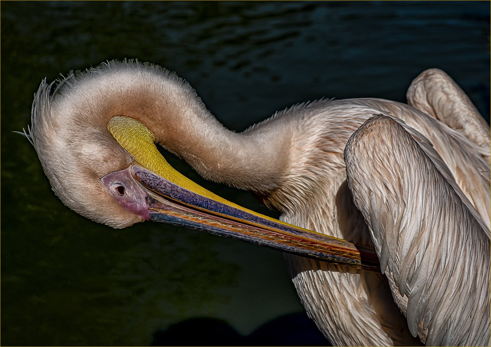 Bathtime by Dave Houston