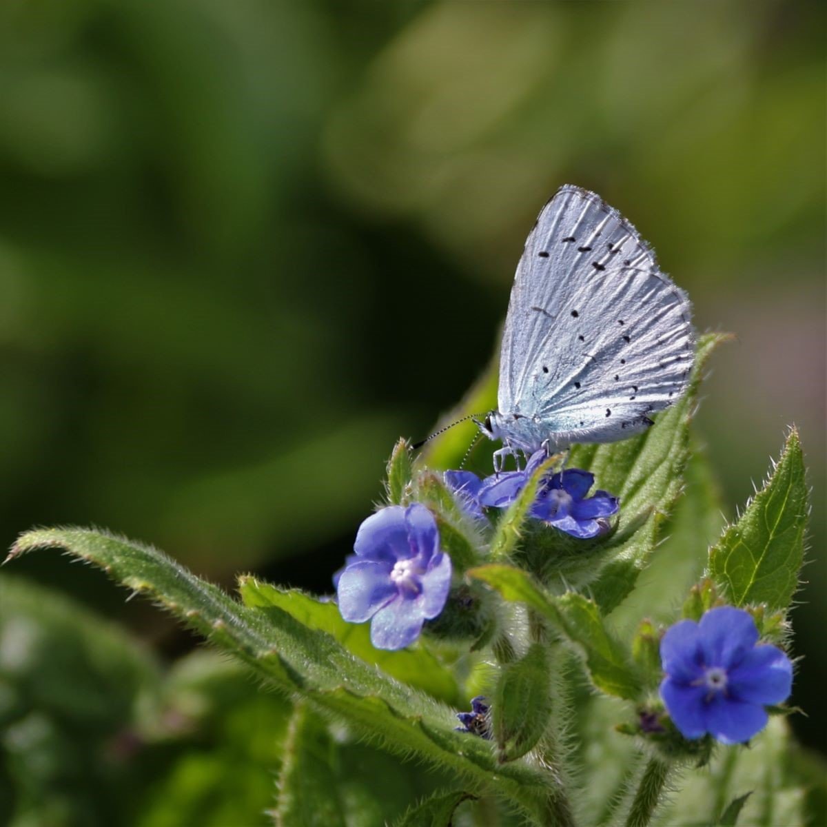 The Dainty Holly Blue by Margaret Robson