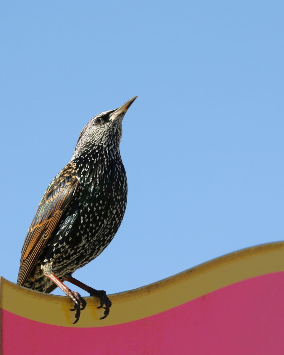 The Handsome Starling by Margaret Robson