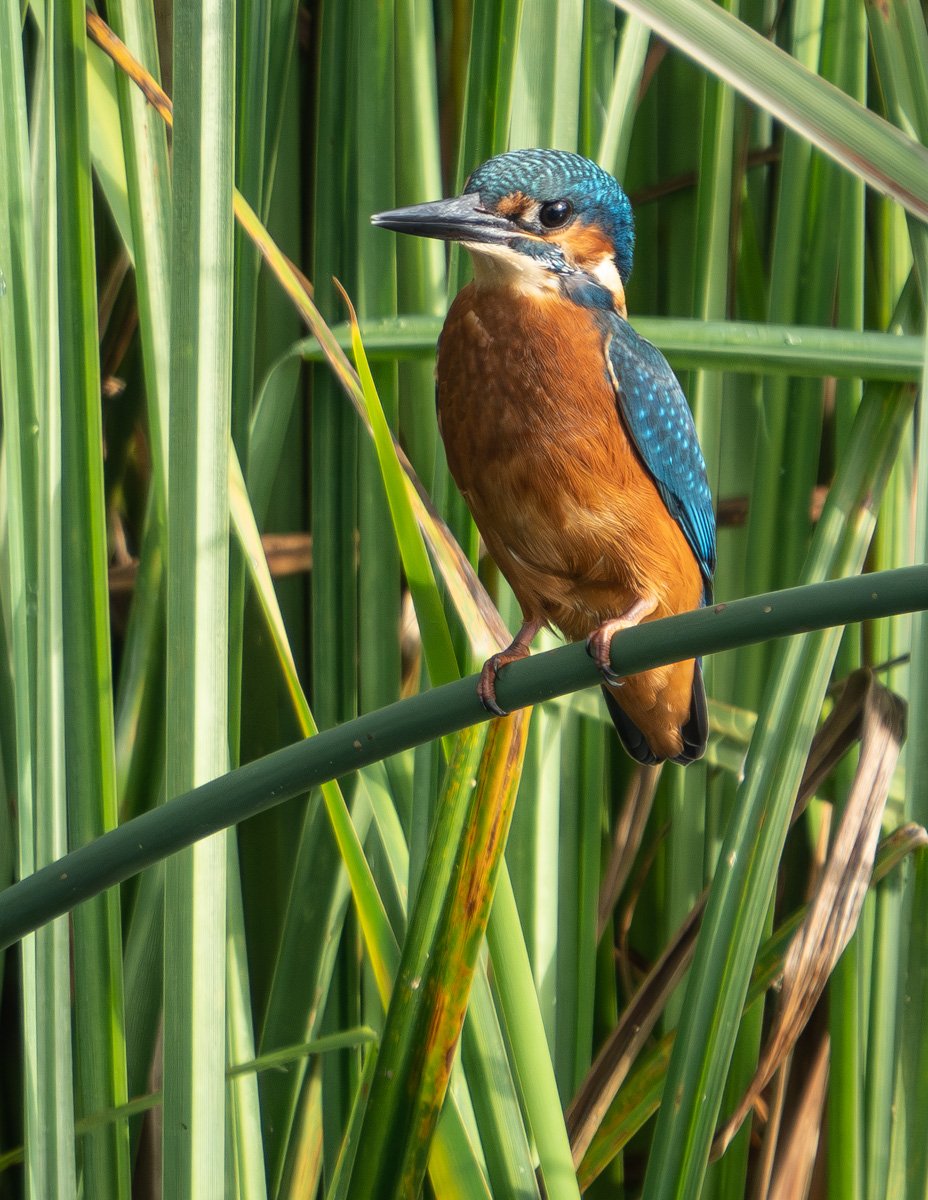 Kingfisher by Mark Kemp LRPS
