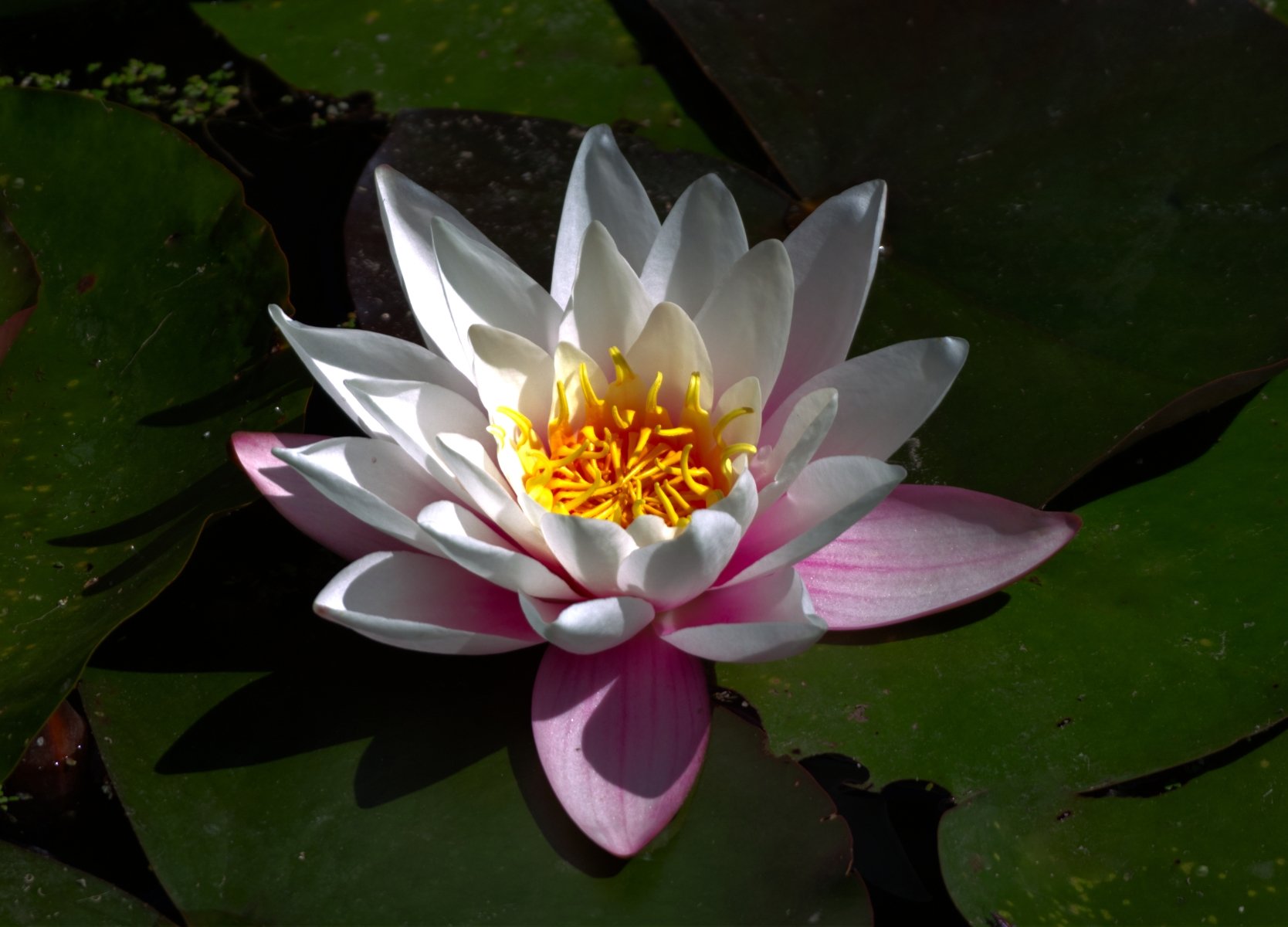 Water Lily by Colin Pascoe