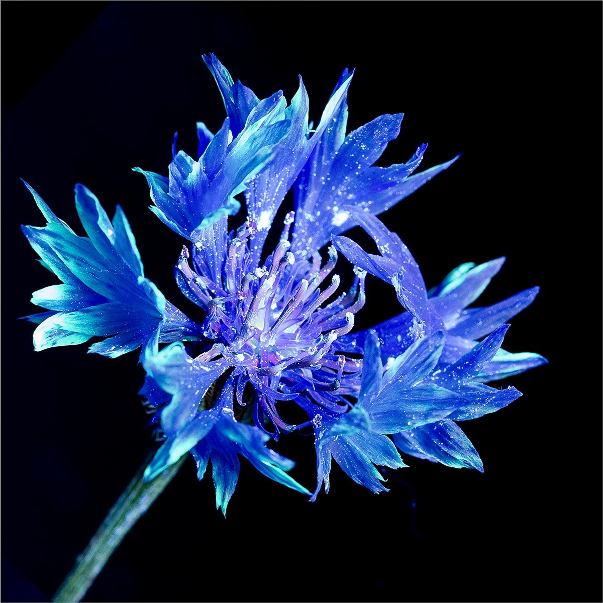 Cornflower by Mandy Sysum