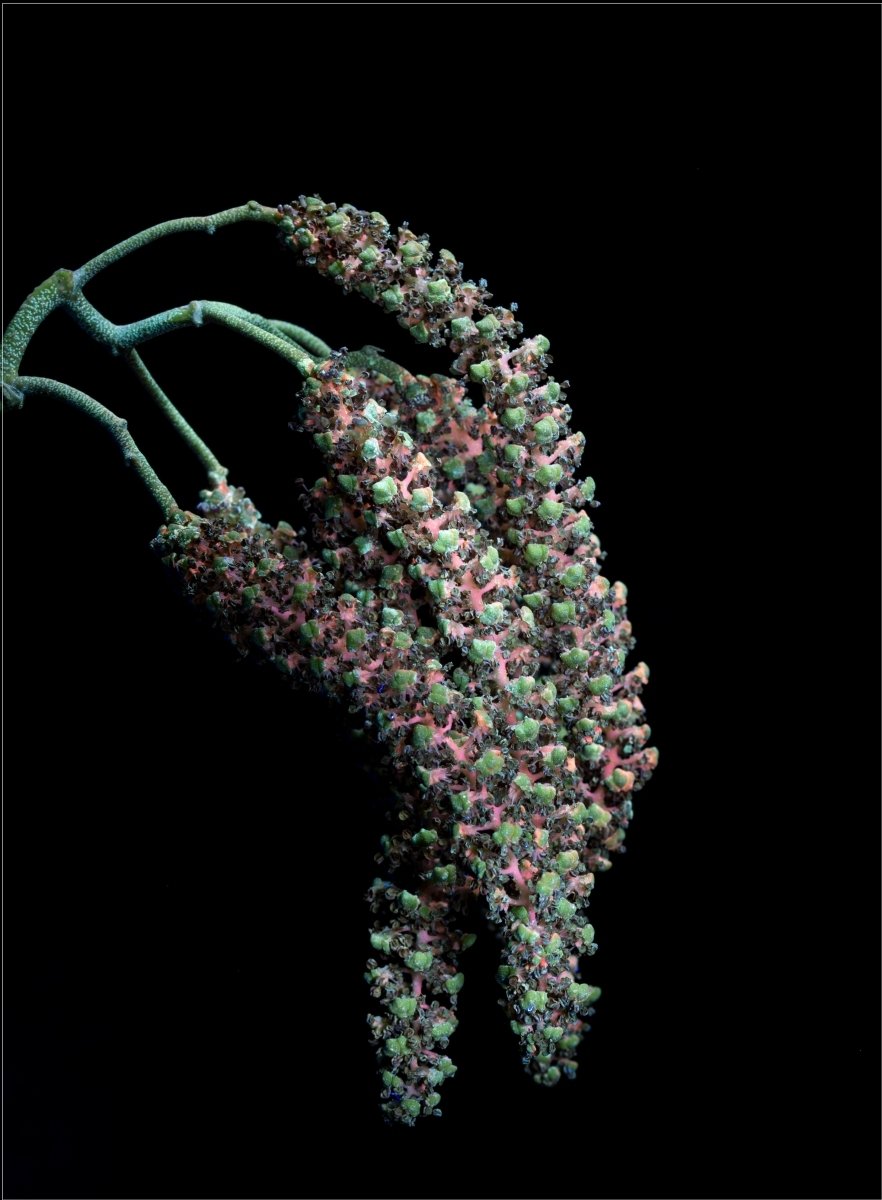 Hornbeam catkins by Mandy Sysum