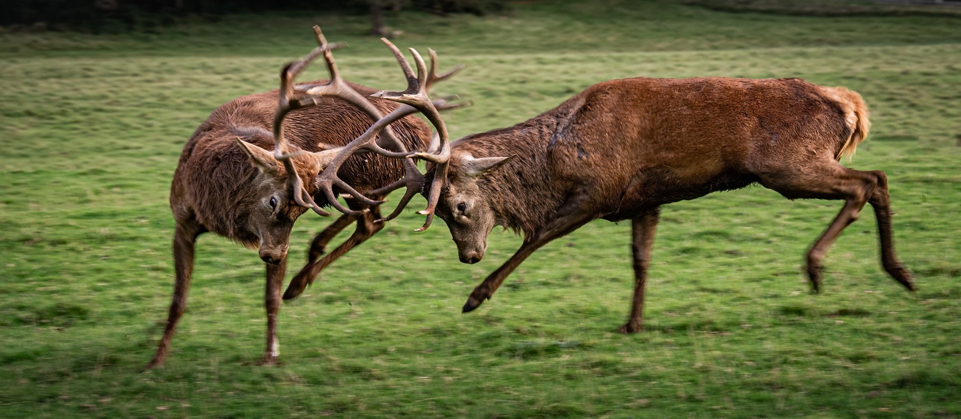 Rivals by Mark Kemp LRPS