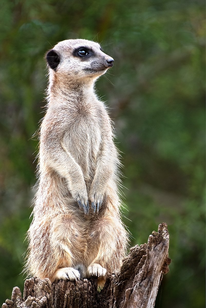 Look Out by June Cook FRPS