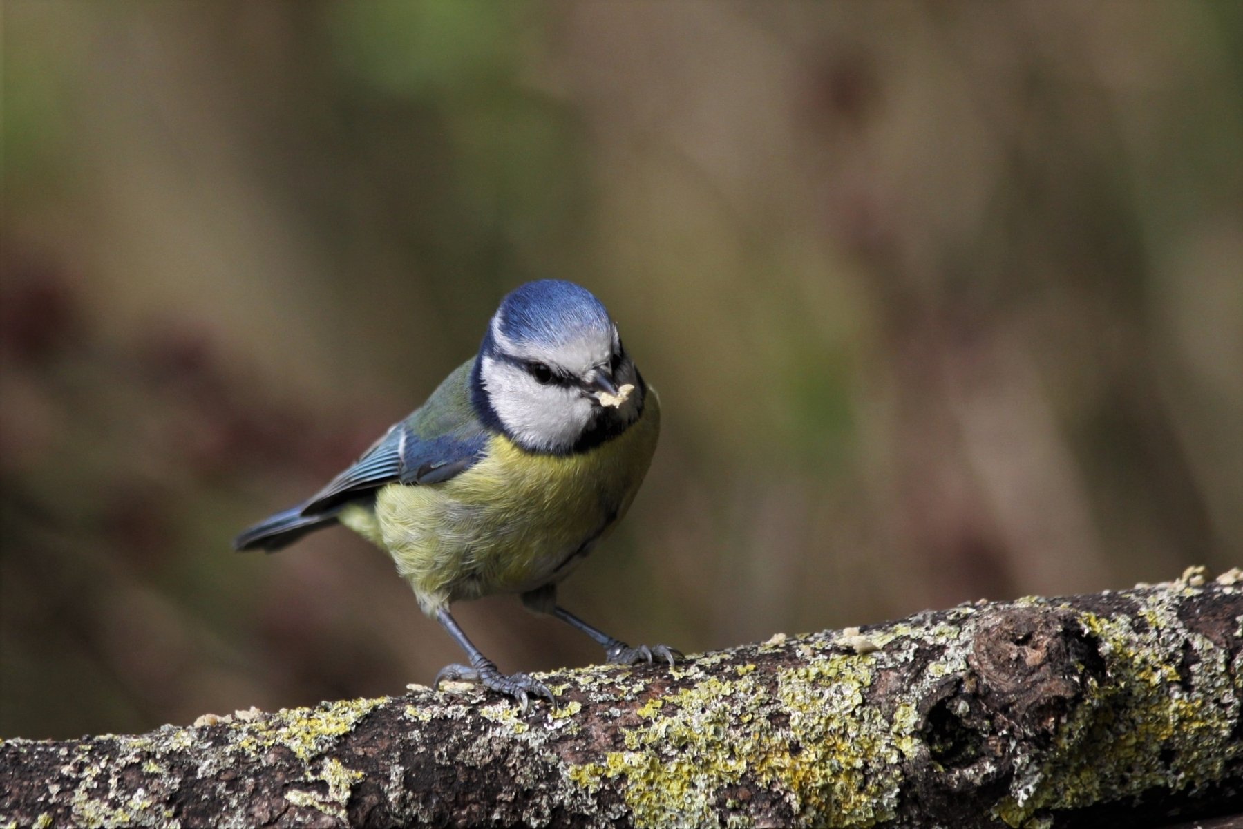 Blue Tit Gathering Lichen for Nesting by Margaret Robson