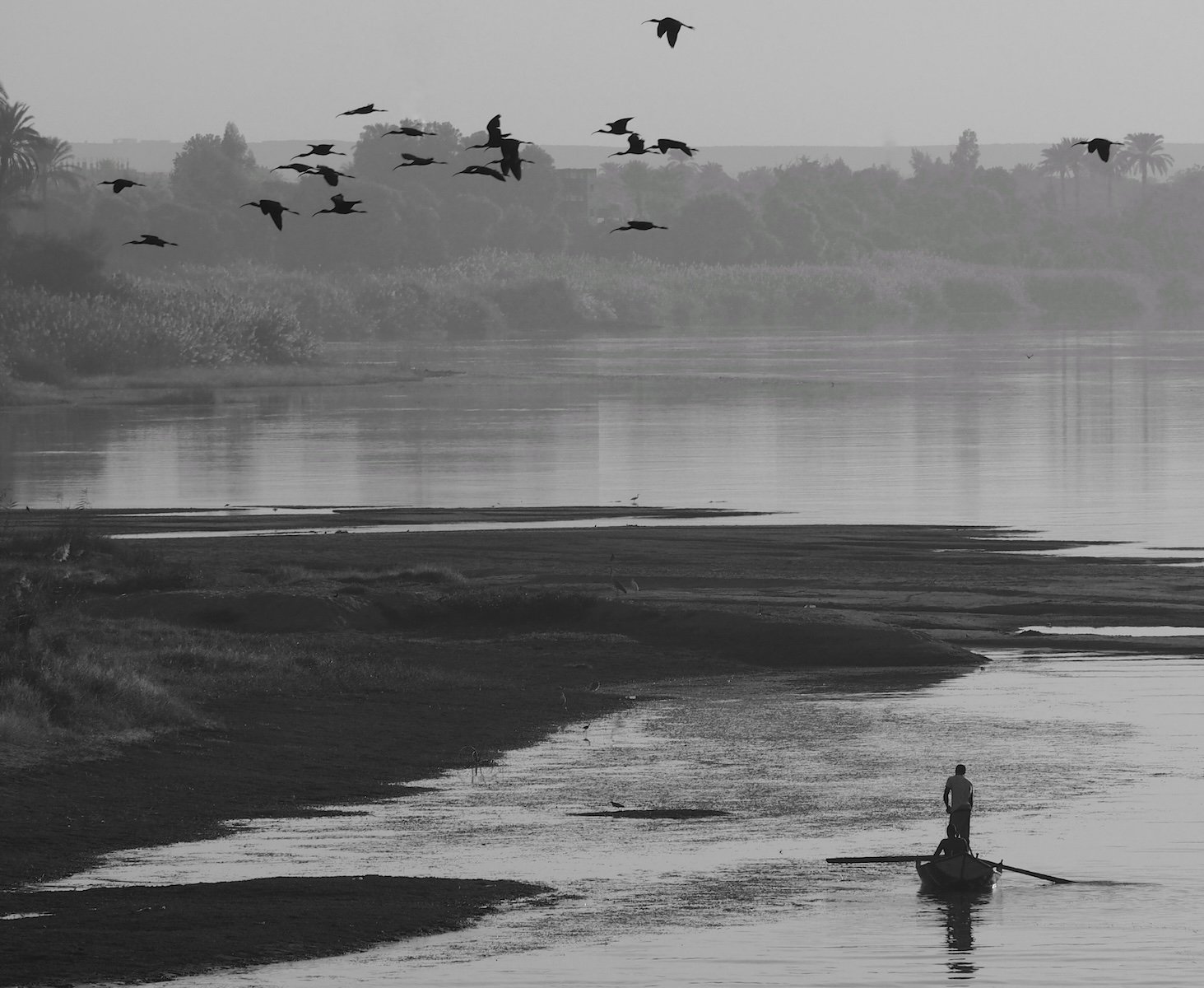 Cranes over the Nile by Julia Hurrell