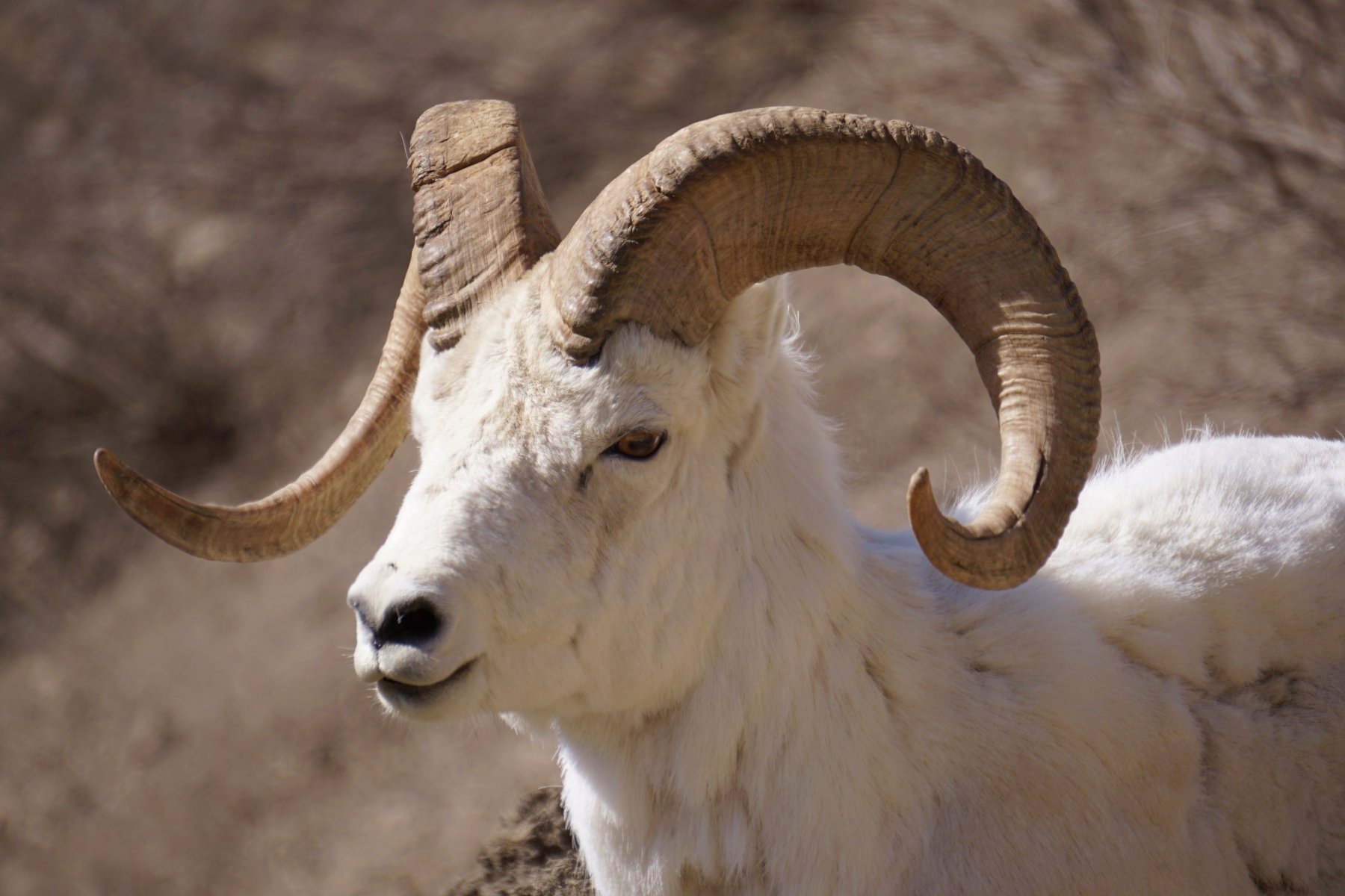 Horned Sheep by Jim Oates