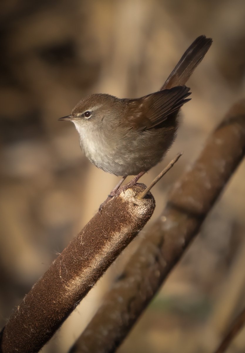 Cetti's Warbler by Mark Kemp LRPS