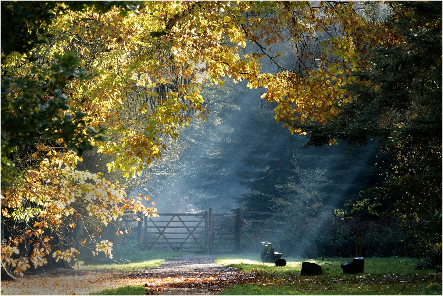 A walk in the woods by Jennie Williams