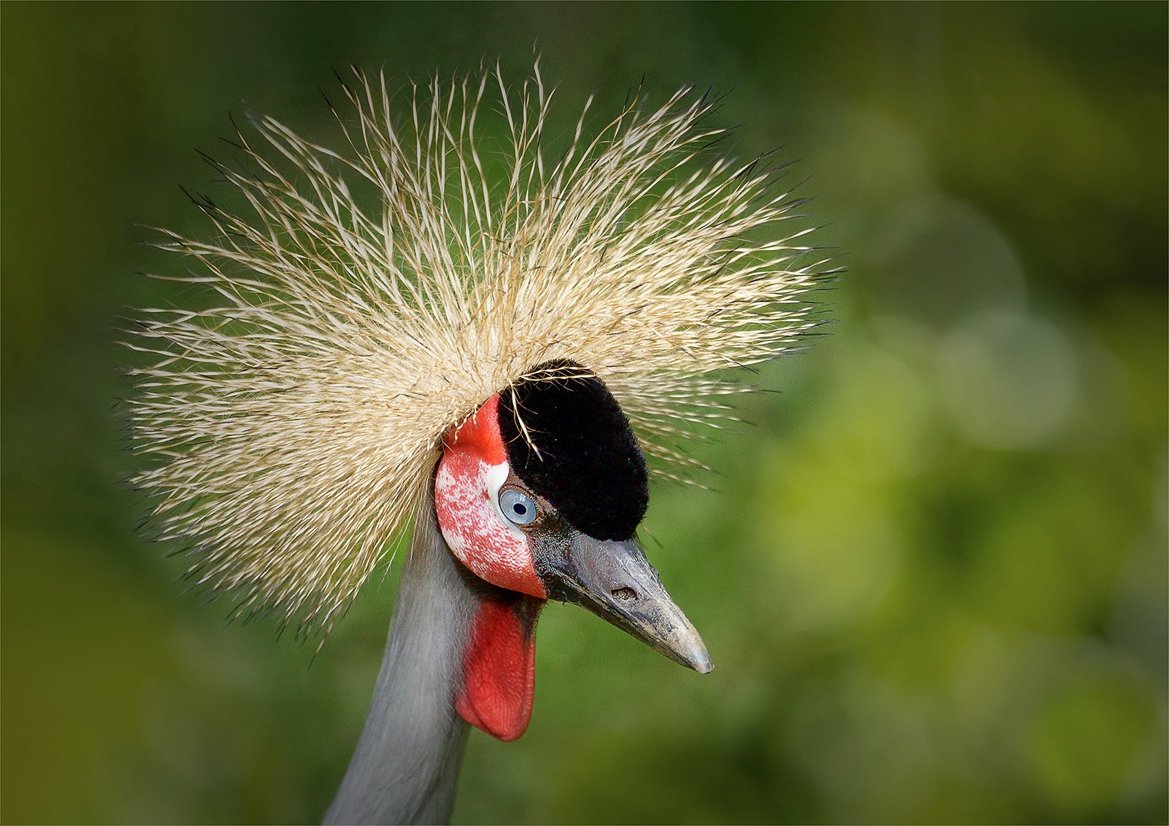 Crowned Crane by Dave Houston