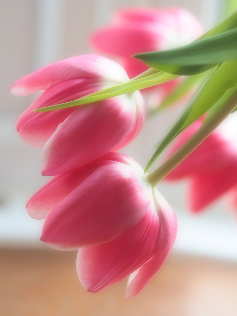 Jennie Williams%Tulips.jpg