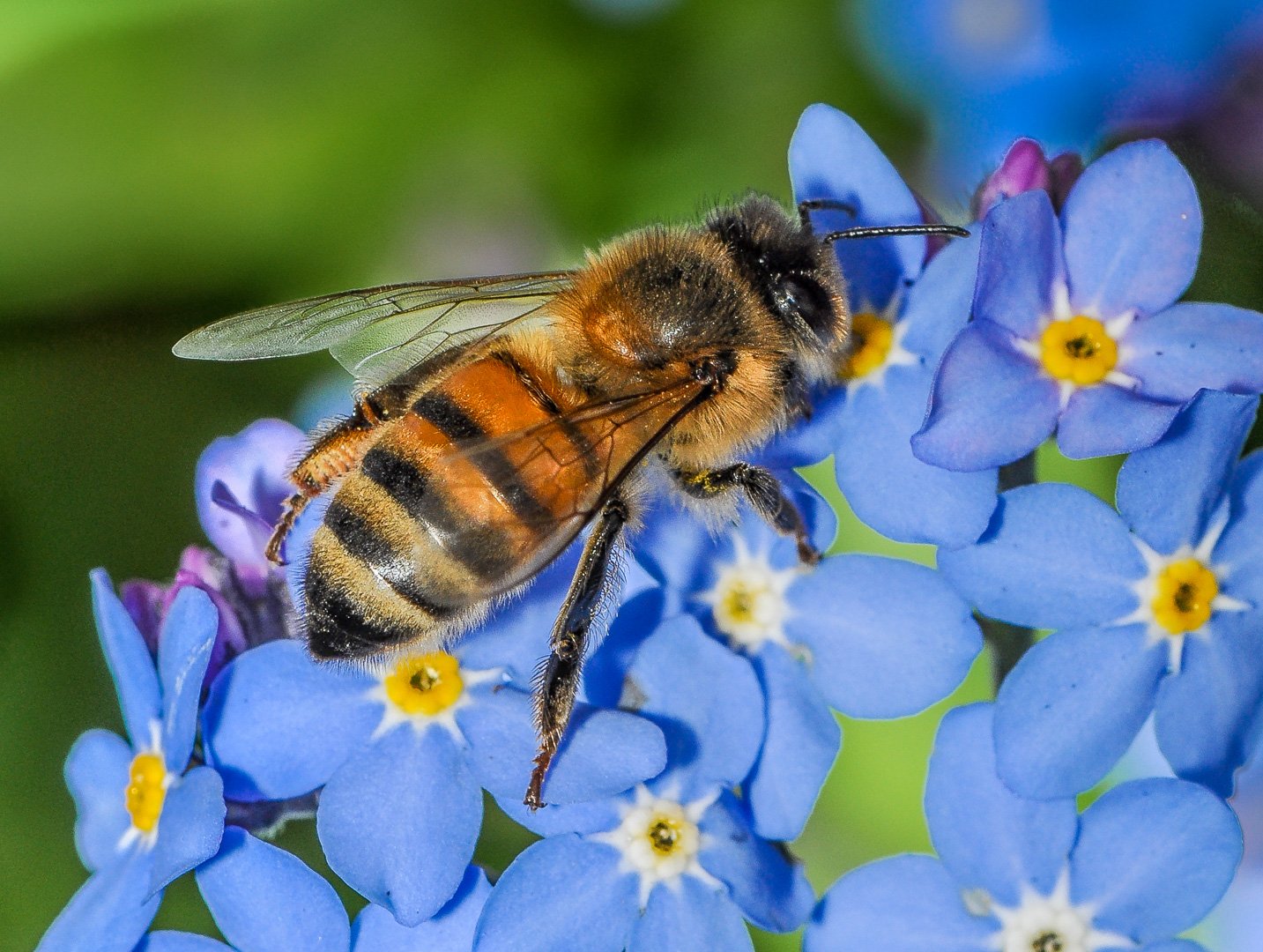 Bob Harding%Bee on Forget me not.jpg