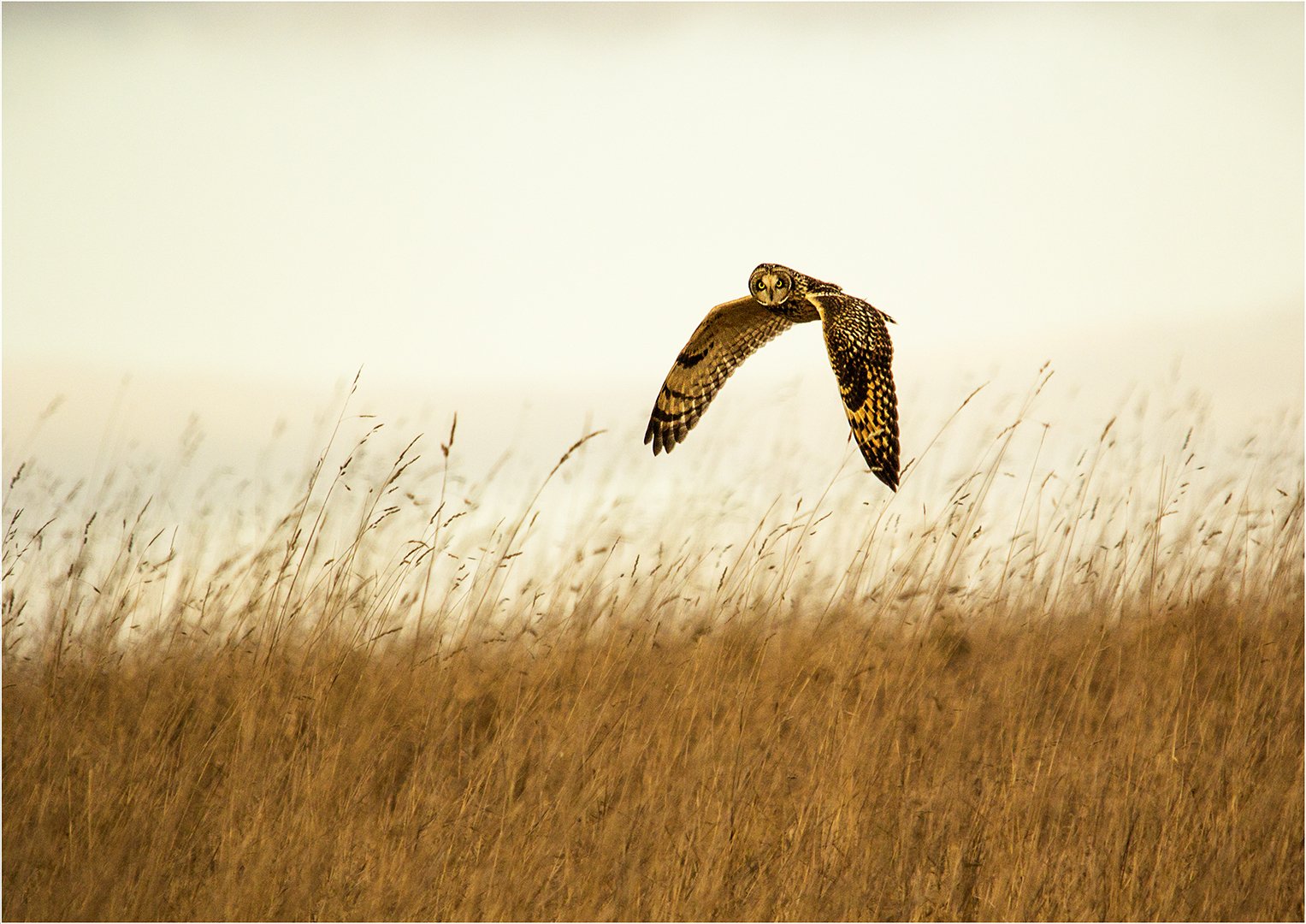 David John%Short Eared Owl.jpg