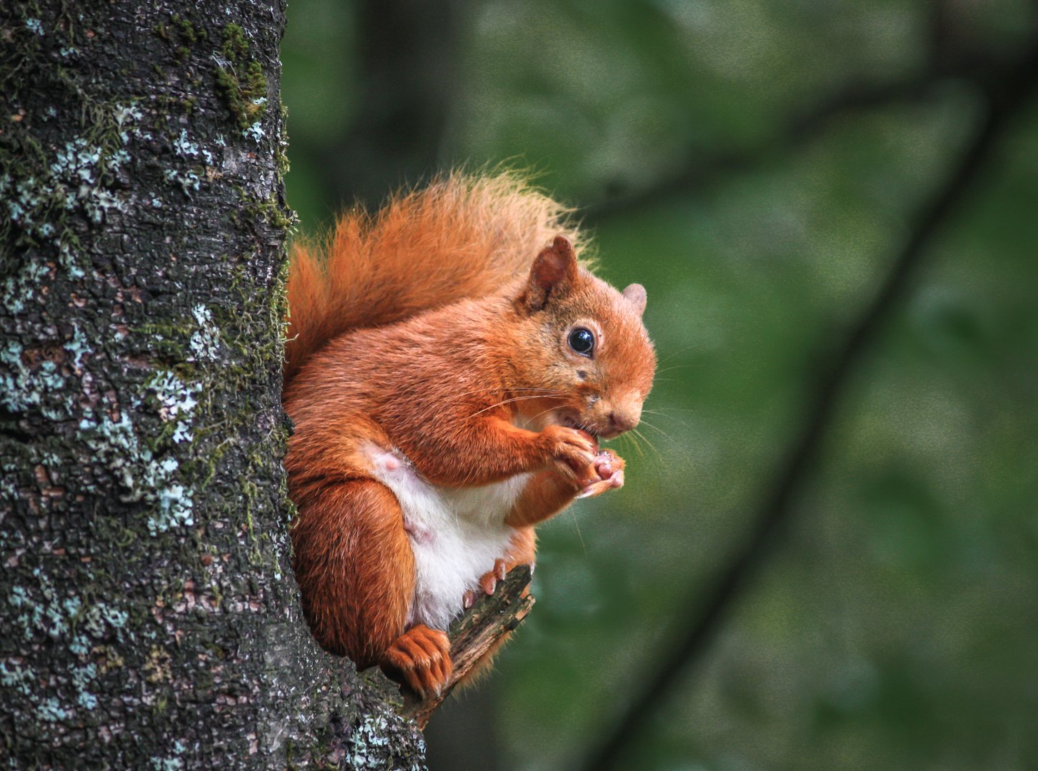 John Hillier%Red Squirrel.jpg