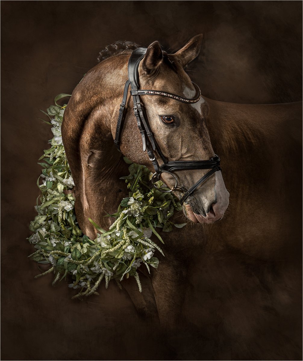 A Portrait of a Horse by Jay Hallsworth DPAGB,EPSA,EFIAP,BPE3,LRPS