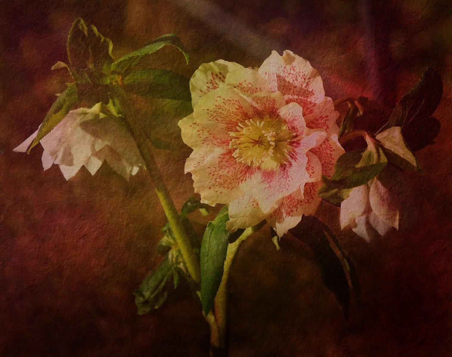 Hellebore by Suzanne Mellor