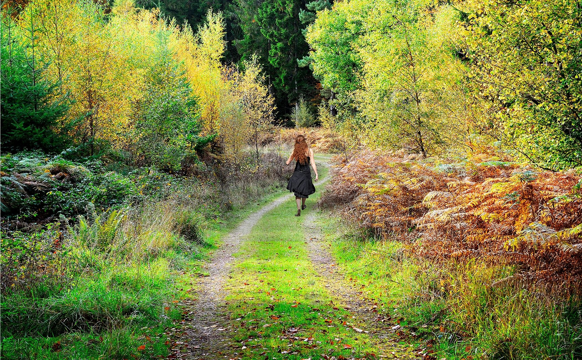 A Walk in the Woods by June Cook FRPS