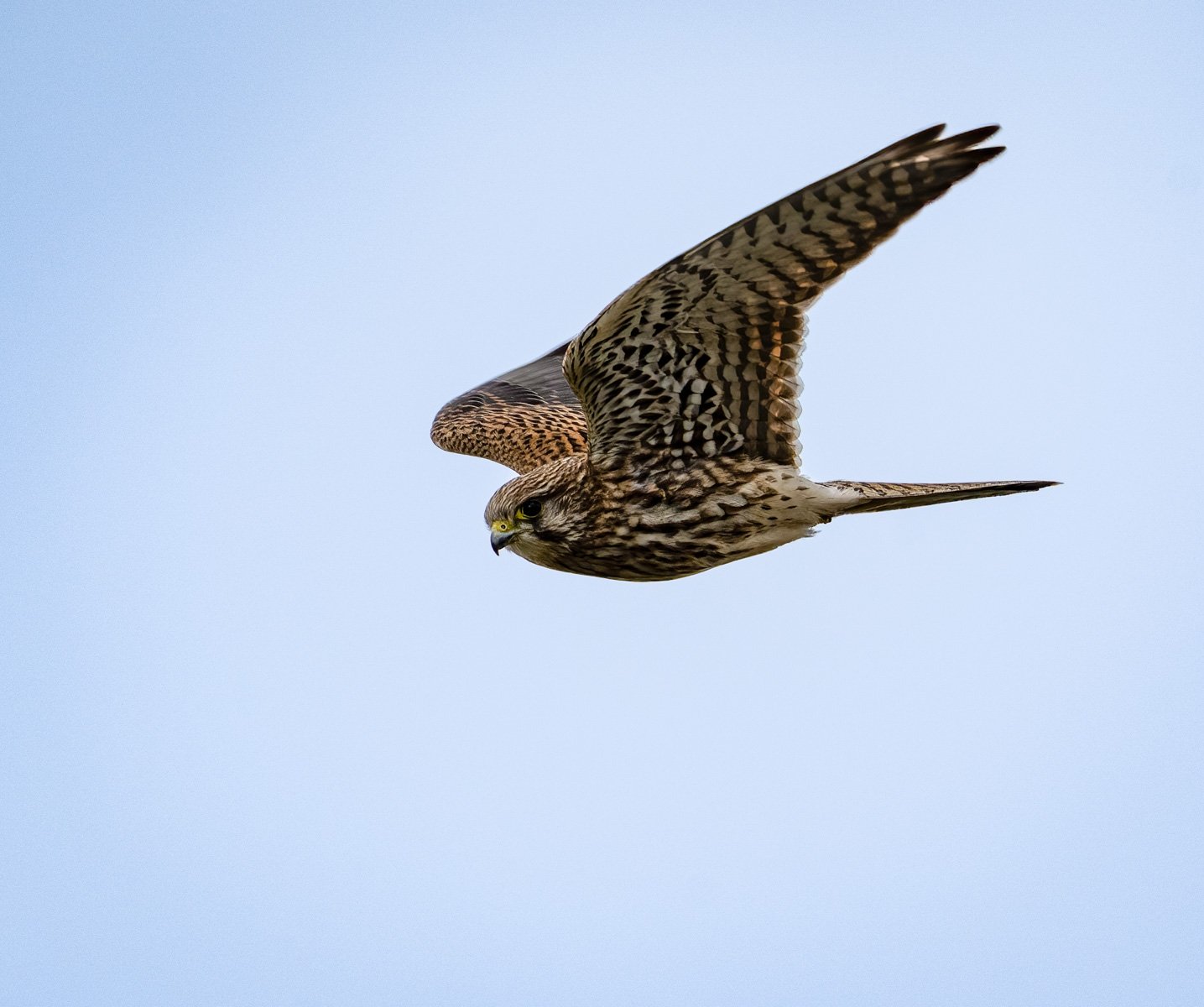 Kestral by Mark Kemp LRPS