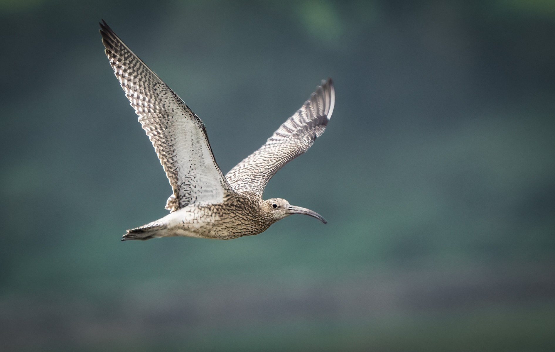 Curlew in Flight by Mark Kemp LRPS